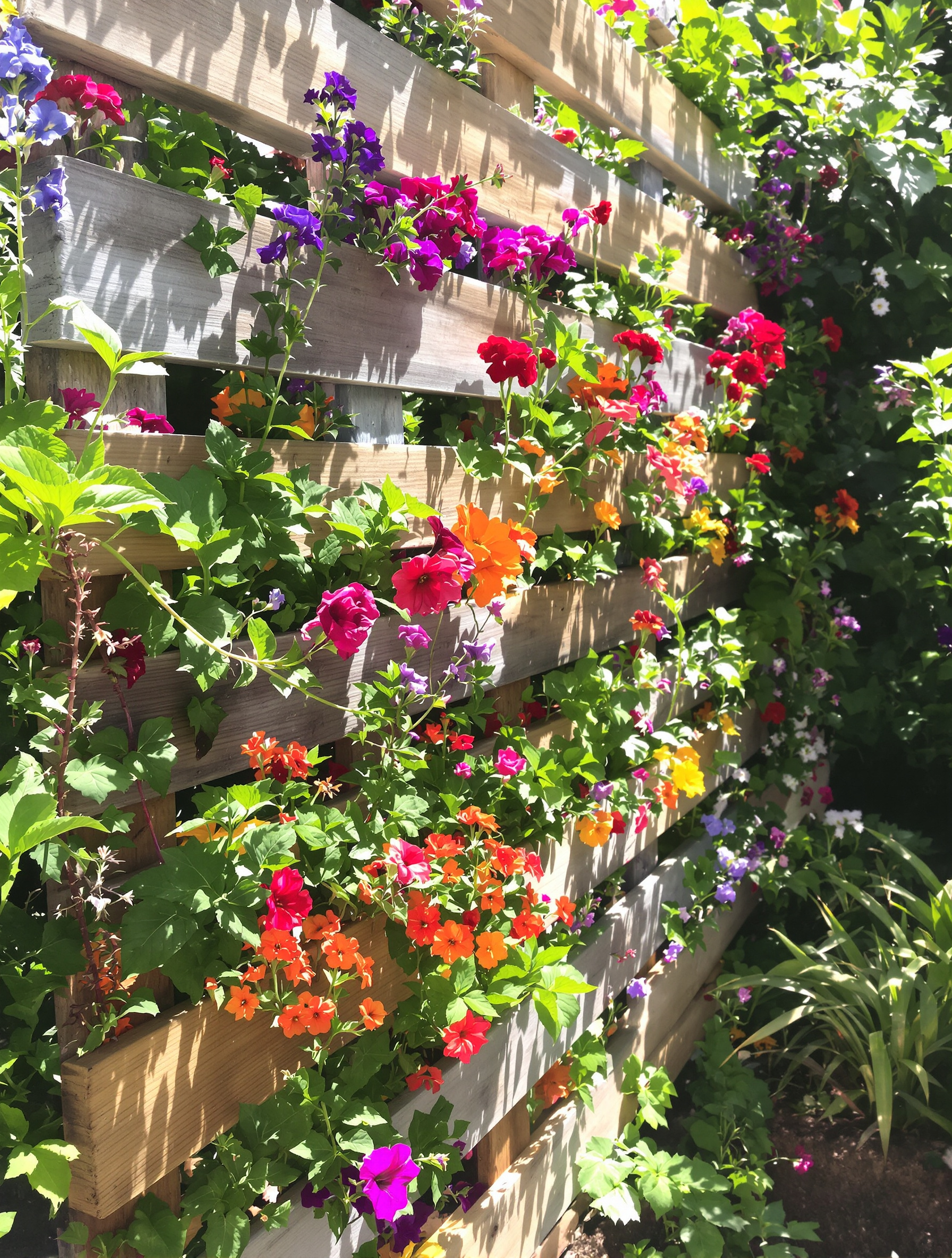 Clôture en palettes transformée en mur végétalisé avec fleurs et plantes aromatiques dans un jardin ensoleillé