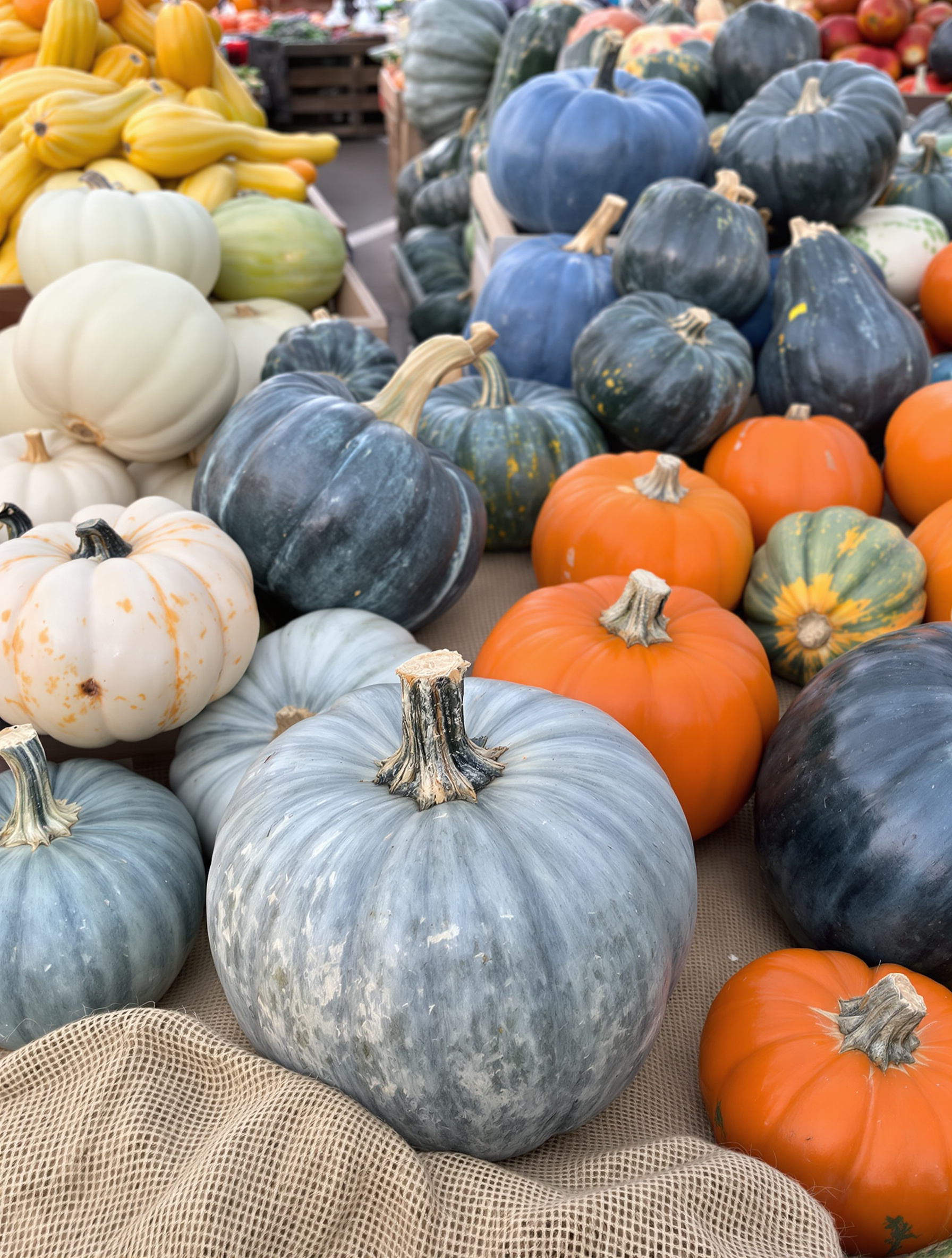 Étal de marché présentant plusieurs variétés de potirons comme le Bleu de Hongrie à côté du Rouge Vif d’Étampes.