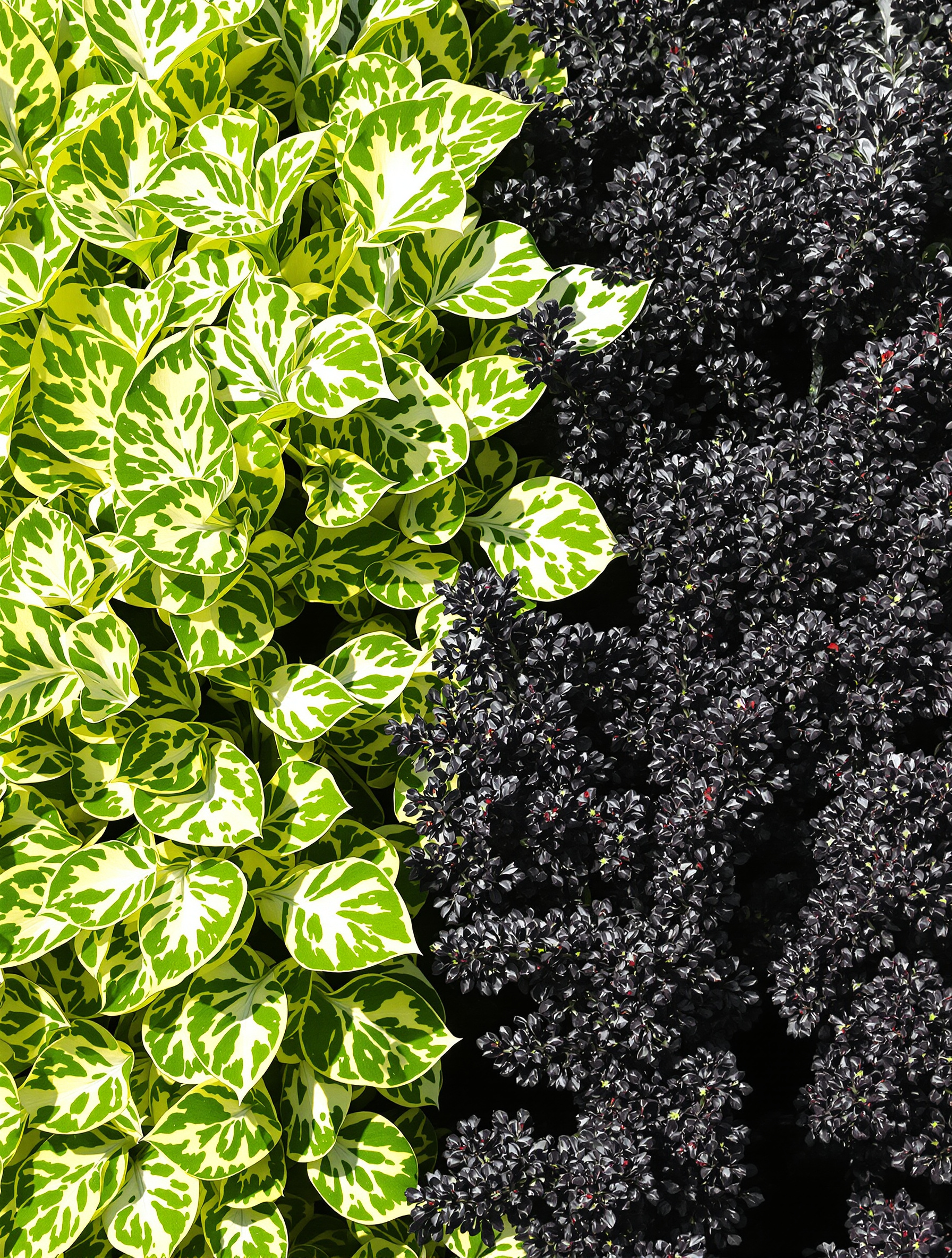 Feuillage panaché Euphorbia characias Tasmanian Tiger et inflorescence sombre Black Pearl