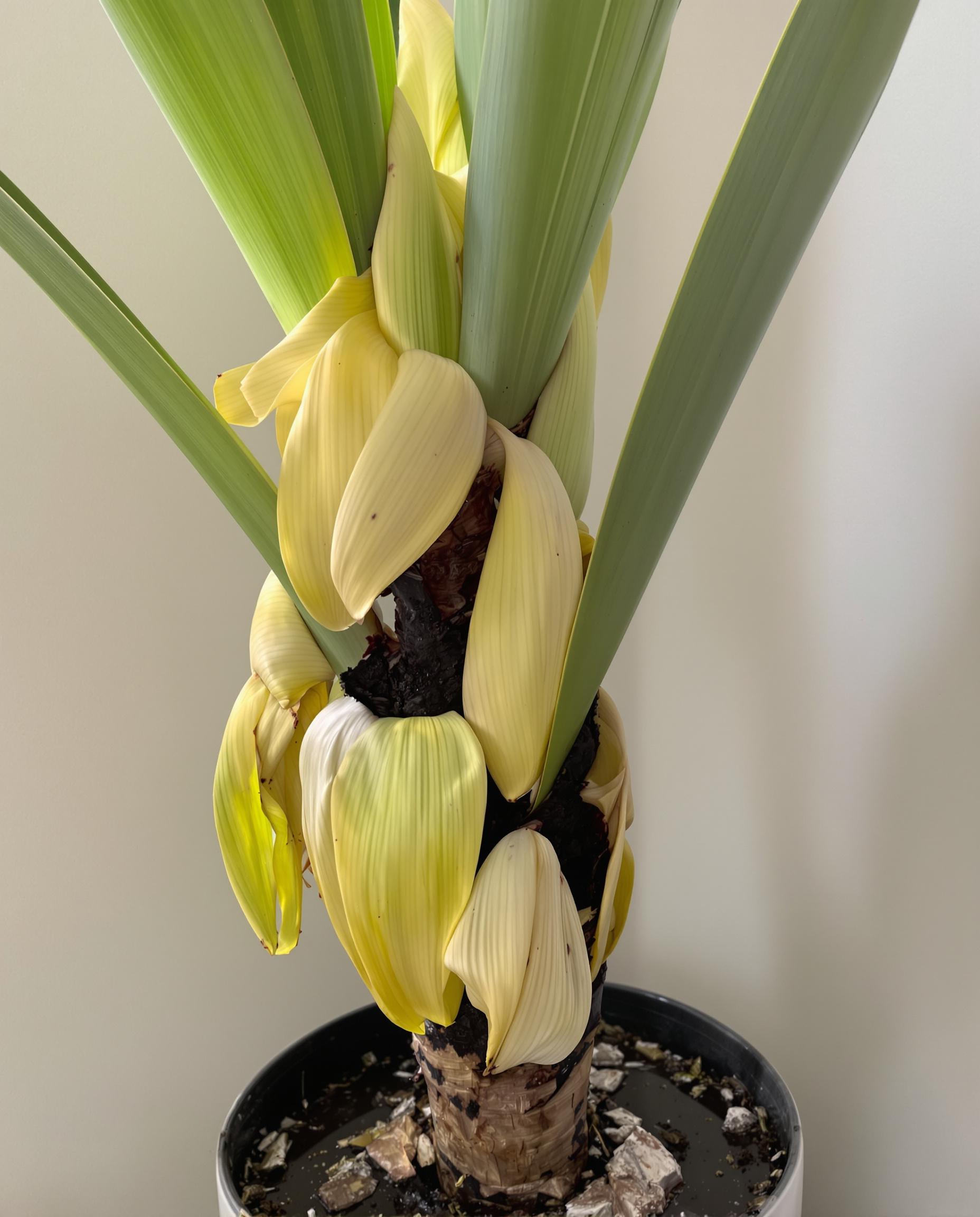 Yucca avec feuilles jaunes et molles, symptôme de sur-arrosage