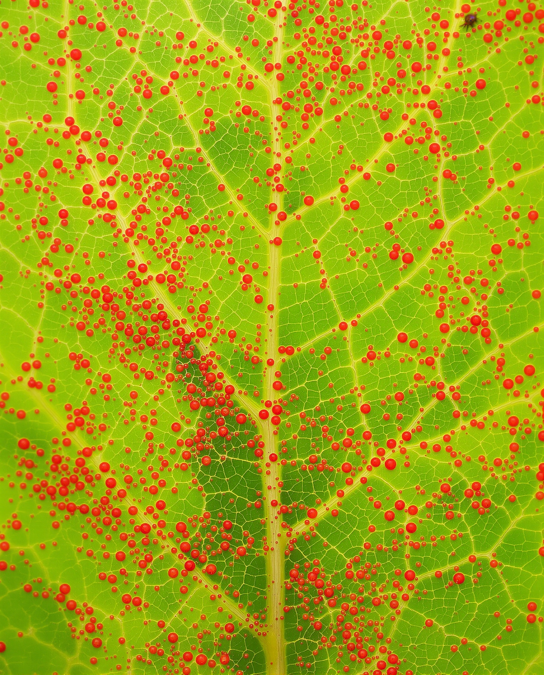 Gros plan macroscopique sur une feuille infestée d’araignées rouges (tétranyques), avec minuscules points rouges et fines toiles.