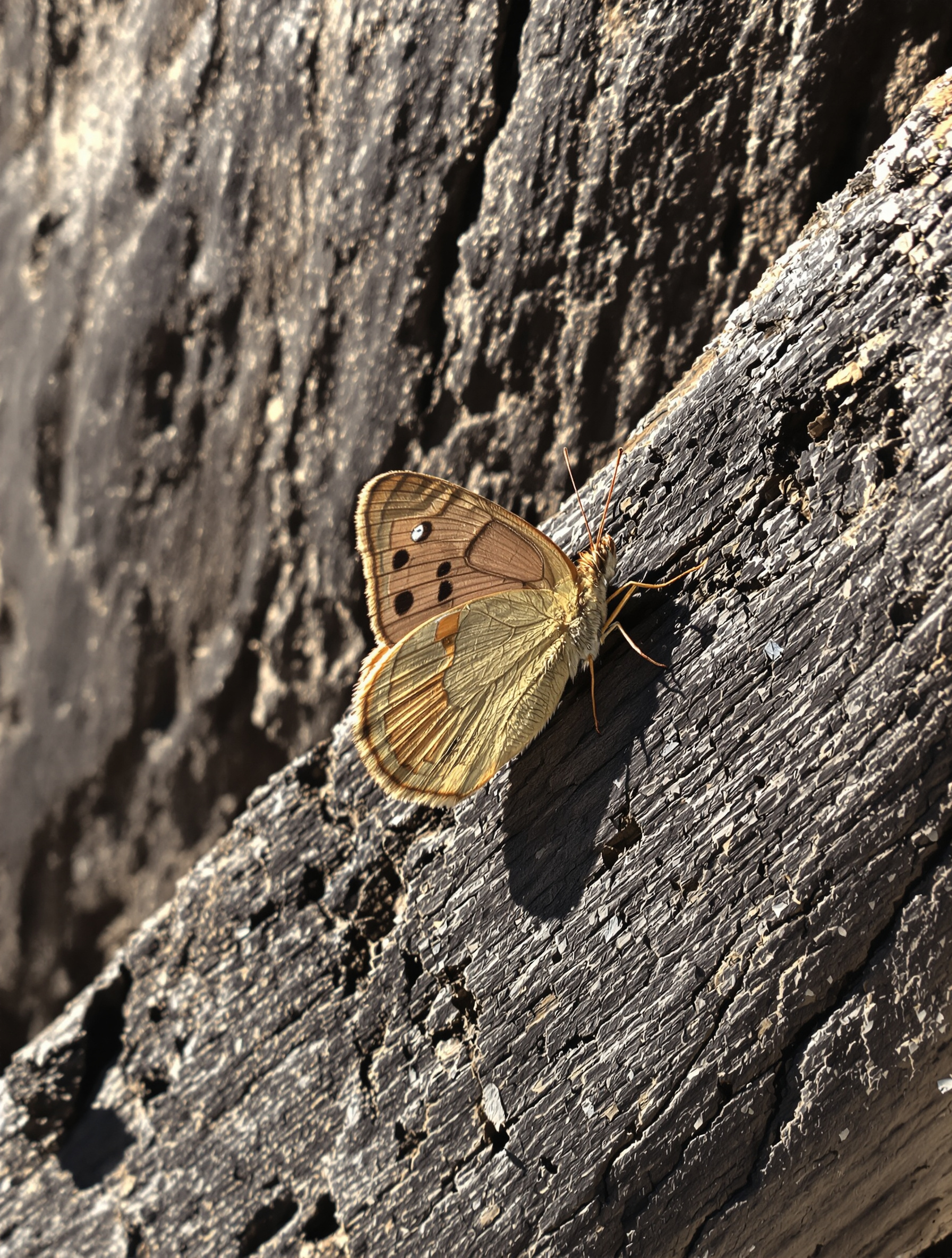 Papillon marron posé sur une vieille poutre en bois sombre