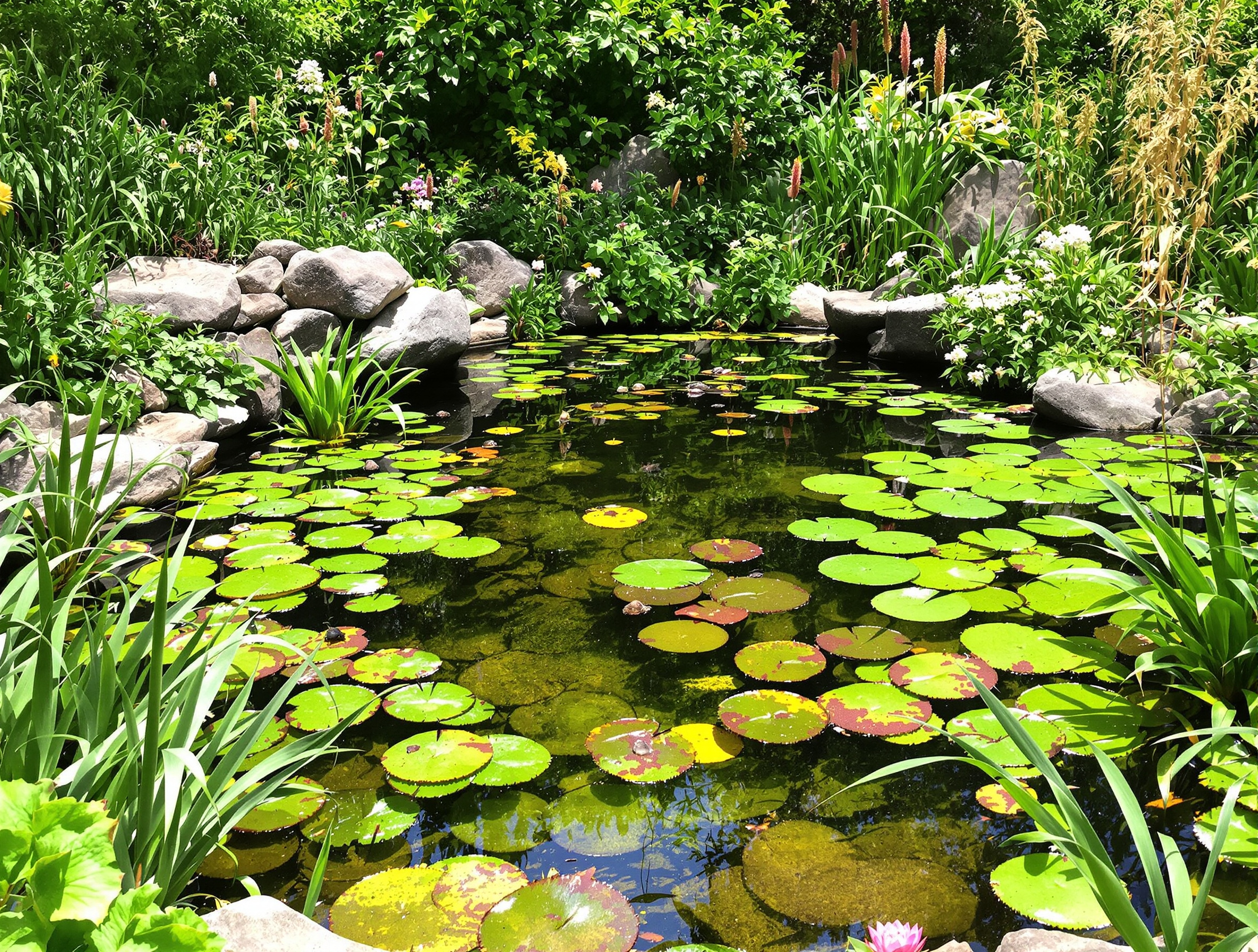 Mare naturelle intégrée au jardin avec plantes aquatiques et berge en pente douce.