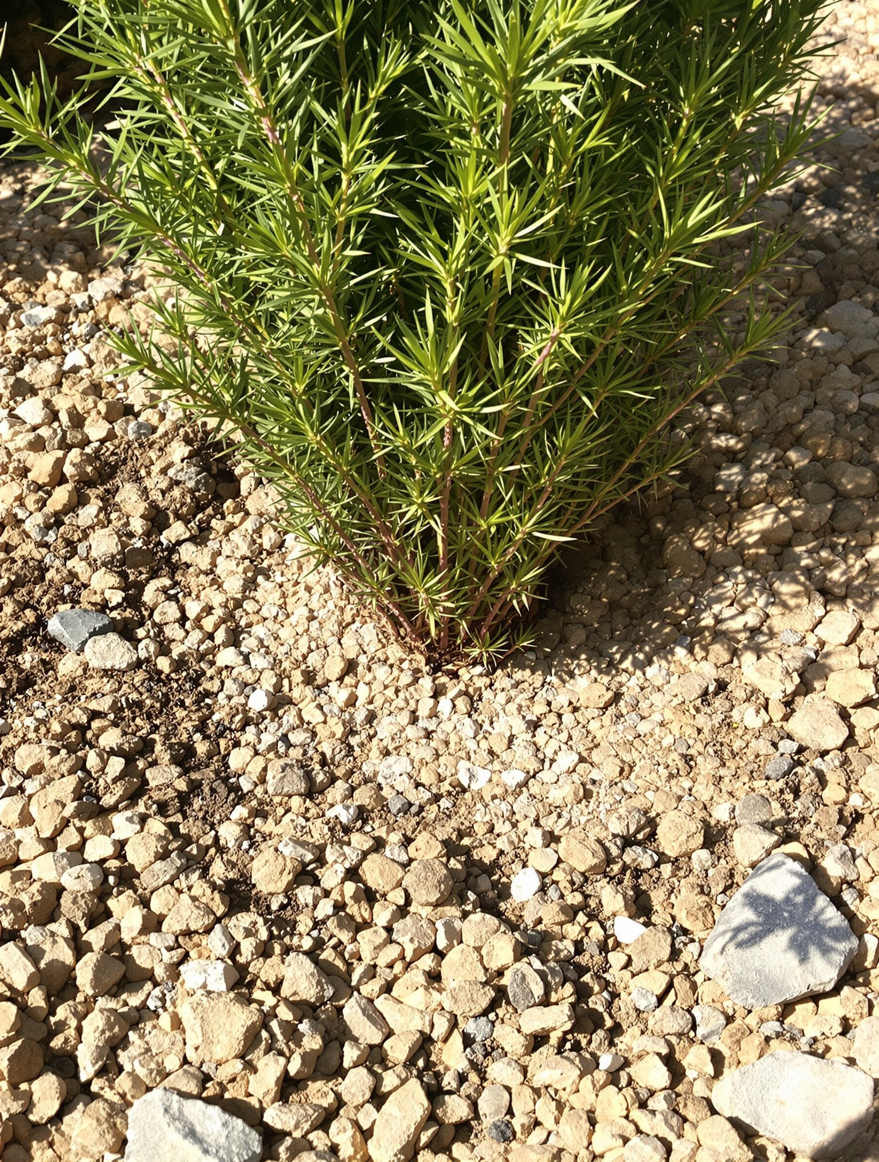 Plantation Euphorbe characias dans sol sec caillouteux avec graviers et collet affleurant