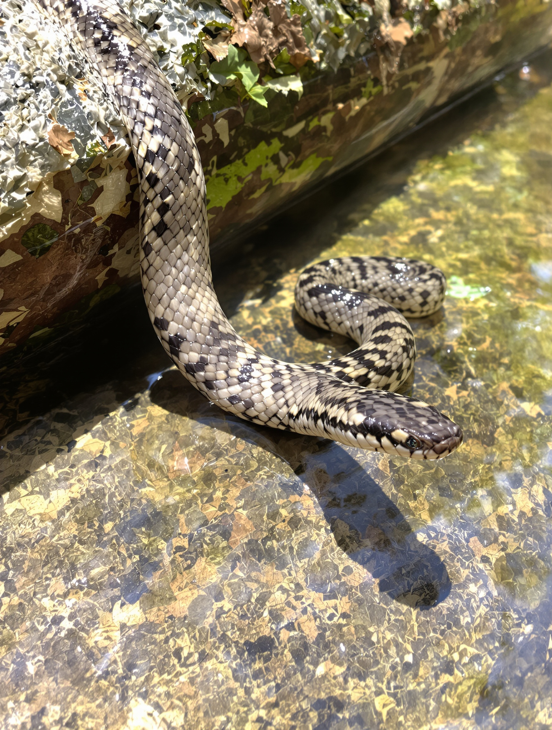 Serpent d'eau à face bouffie (Homalopsis buccata) sans algues, aspect naturel, écailles et tête caractéristiques clairement visibles