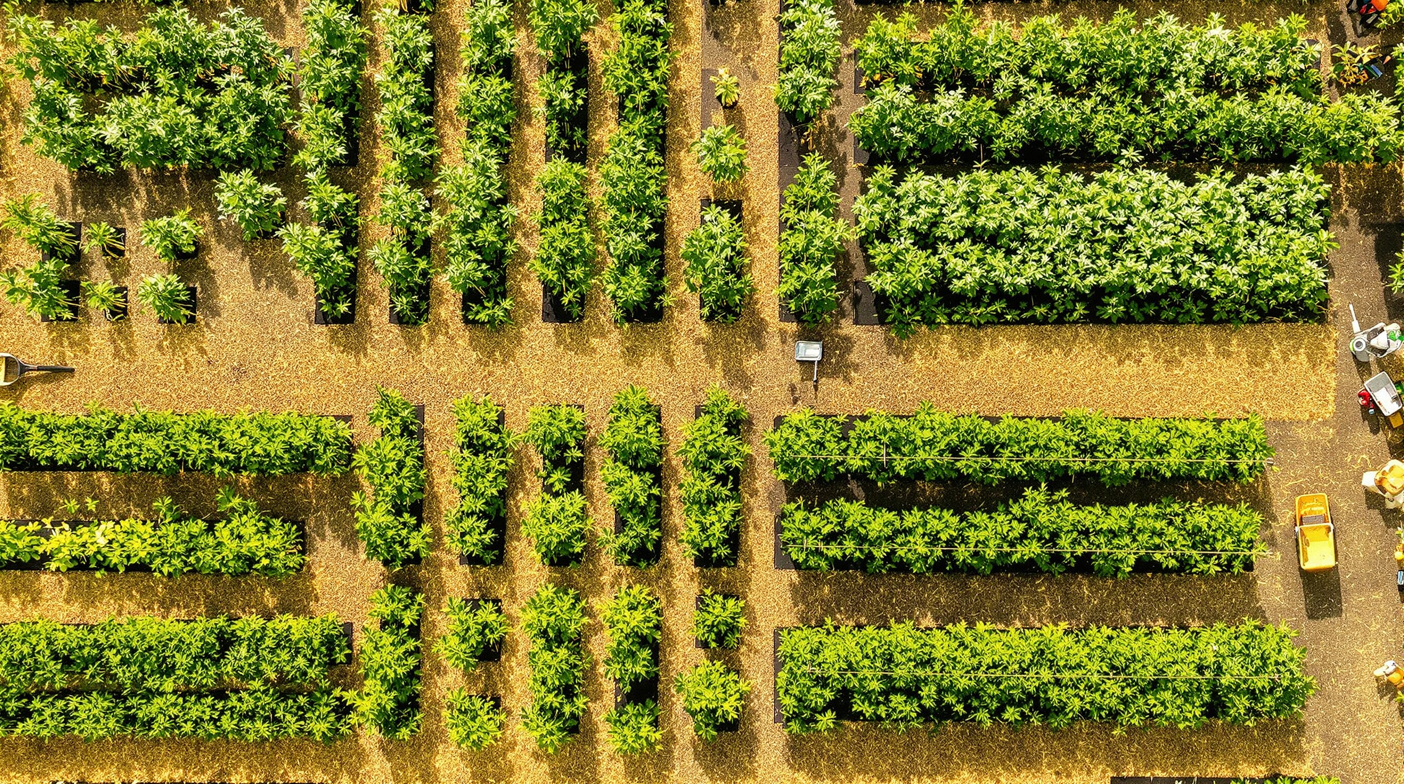 Vue aérienne d'un potager en juillet en mode chantier